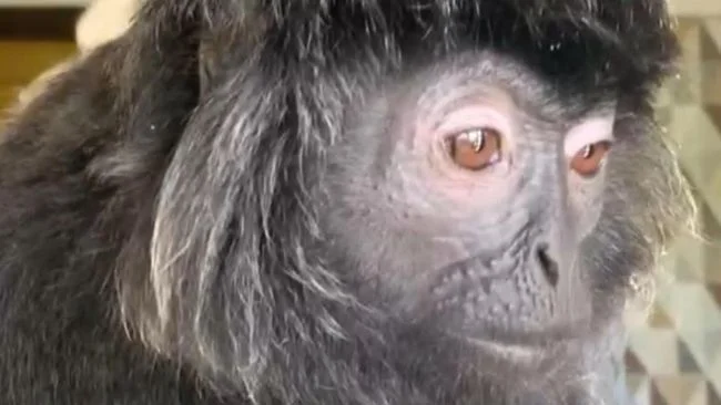 Lutung Budeng Peliharaan Lepas dari Rantai karena Masuk Usia Pubertas