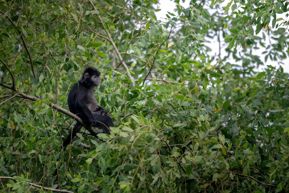 Lutung jawa primata endemik yang bertahan di sisa mangrove Kecamatan Muaragembong Foto Garda Animalia - Lutung Jawa di Mu...