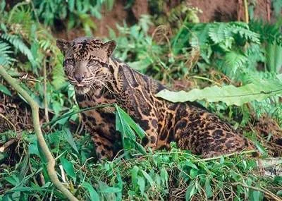 Macan Dahan yang Masuk Permukiman Dilepasliarkan di TN Kerinci Seblat, Apa Kata Ahli?