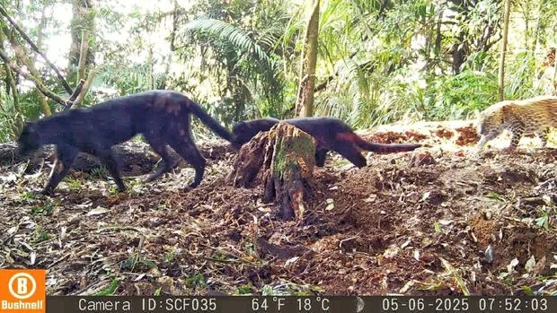 Macan kumbang membawa dua ekor anak masing-masing memiliki corak kumbang dan tutul Foto Sanggabuana Conservation Foundati...