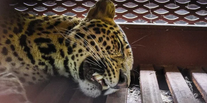 Macan Tutul Ditemukan Memasuki Hotel di Bandung, Asal-usul Masih Diselidiki