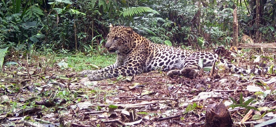 Macan Tutul Lepas dari Lembang Park Zoo, Pakar: Kalau Bertemu, Jangan Membelakangi