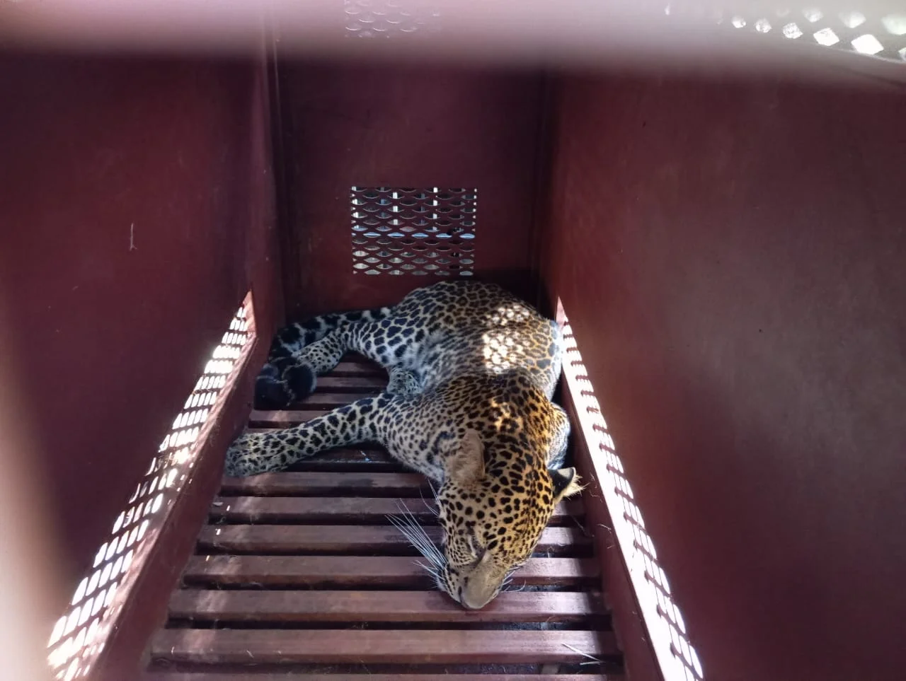 Macan Tutul yang Dievakuasi dari Hotel di Bandung dalam Proses Adaptasi