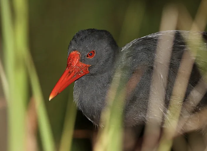 Mandar gendang burung endemik Halmahera Foto Robert Hutchinson Birdtour AsiaEbird - Mandar Gendang Si Pemalu dari Rawa H...