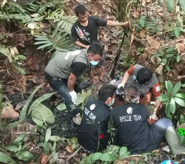 Masuk Kebun di Aceh Tamiang, Orangutan Betina Dikembalikan ke Habitatnya