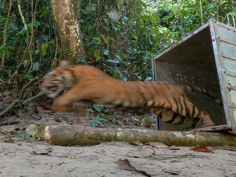 Masuk Kebun Kopi Gayo, Harimau Dituding Mangsa Kambing Warga
