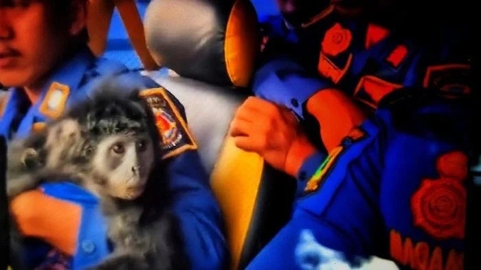 Mati Tersengat Listrik, Lutung di Sukabumi Diduga Pernah Dipelihara