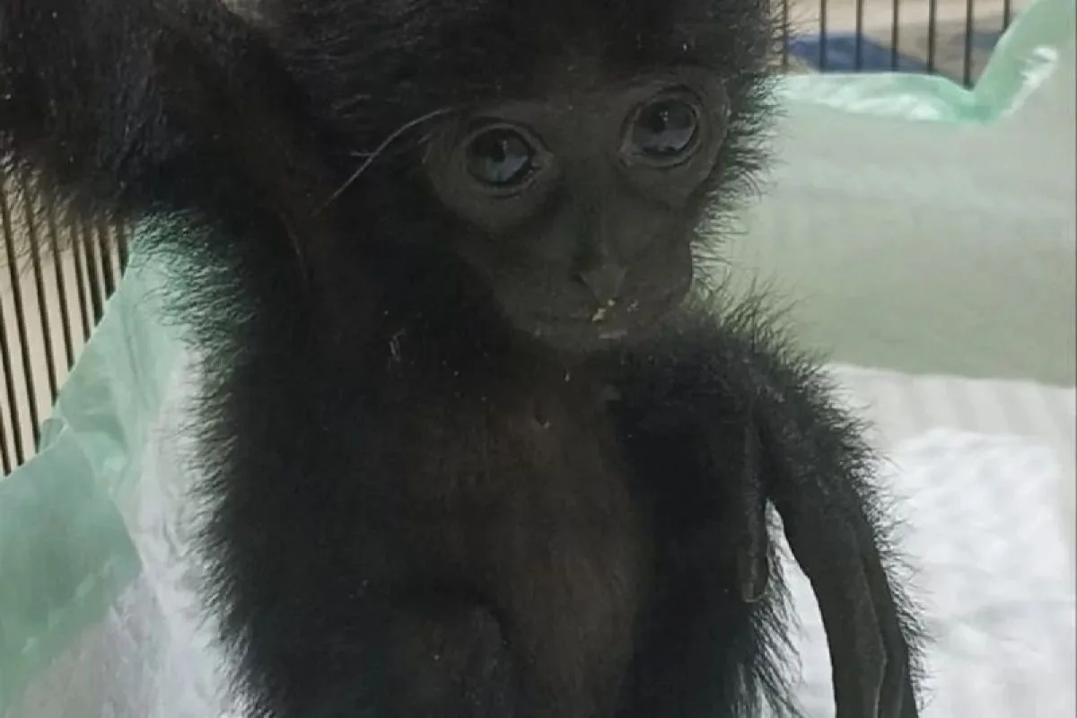 Anak siamang korban perdagangan ilegal berhasil diamankan Foto Humas Polresta Jambi - Media Sosial Jadi Sarana Jual Dua A...