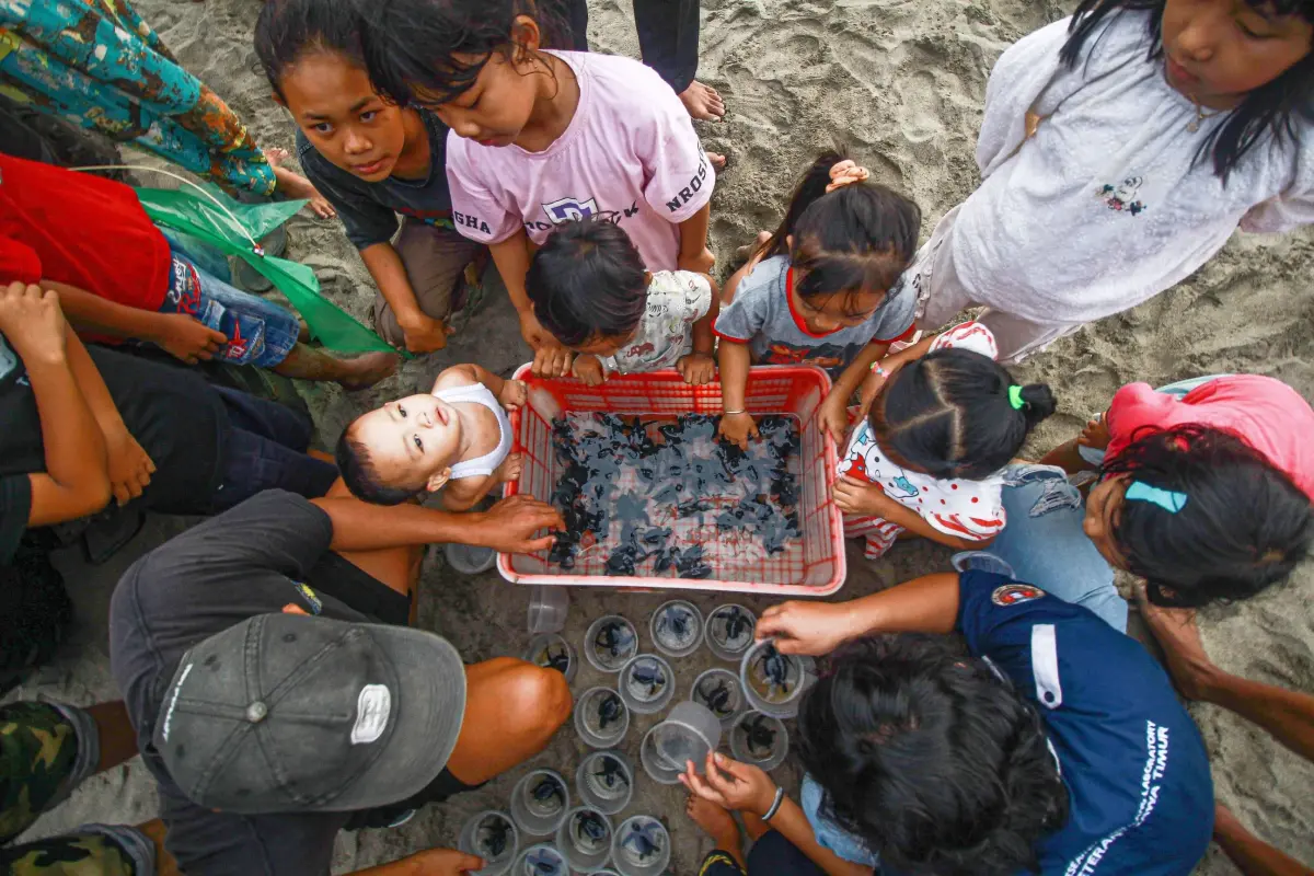 Partisipasi anak-anak dalam persiapan pelepasan tukik di Pantai Serang Kabupaten Blitar Jawa Timur Foto Iswahyura Putra W...