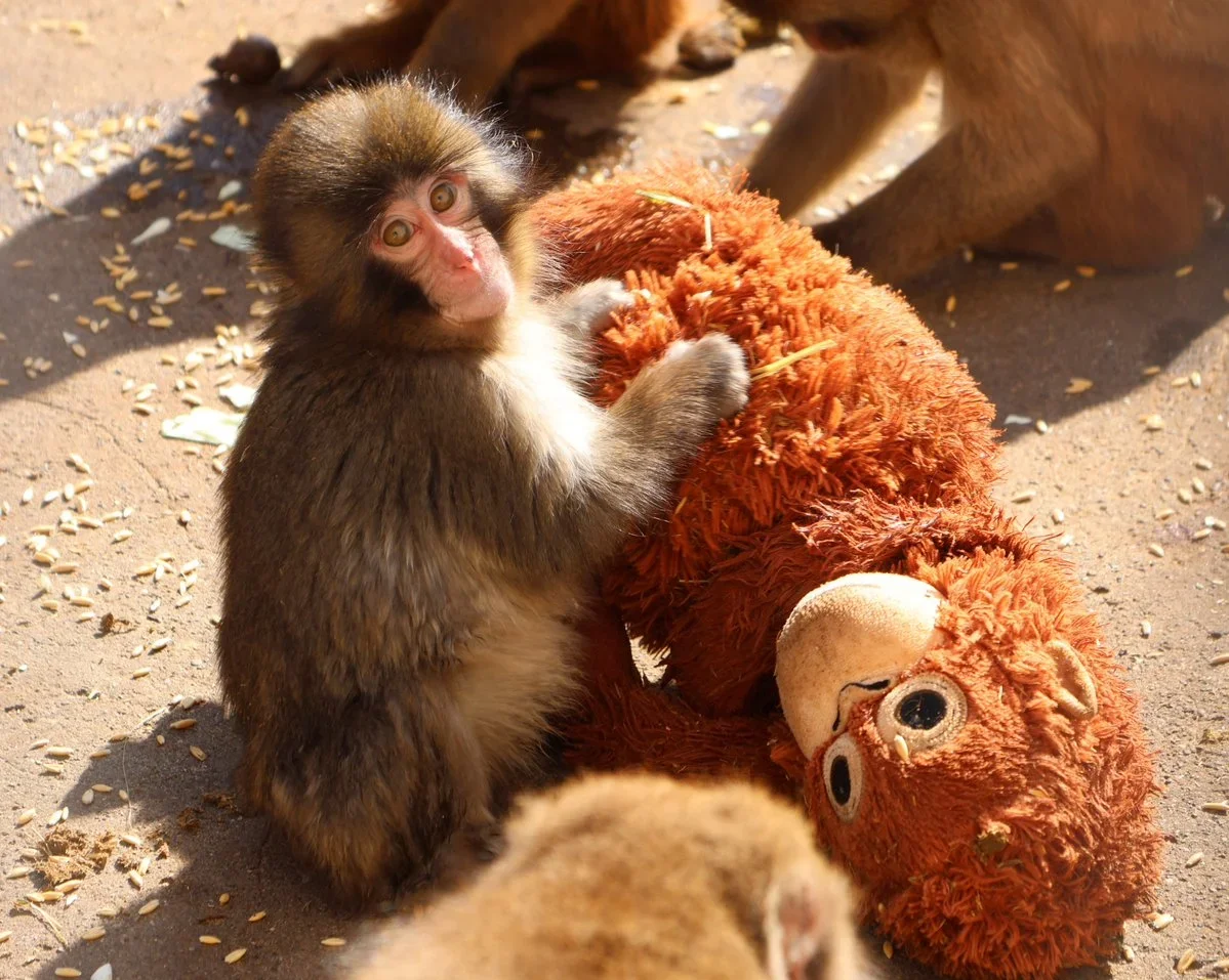 Punch bayi monyet di Kebun Binatang Ichikawa Jepang memeluk boneka karena kehilangan induknya Foto Xichikawazoo - Memutus...