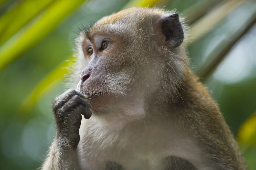 Ilustrasi monyet ekor panjang Foto André UeberbachWikimedia Commons - Menelusuri Perspektif Kreator Konten Celebrity Monk...