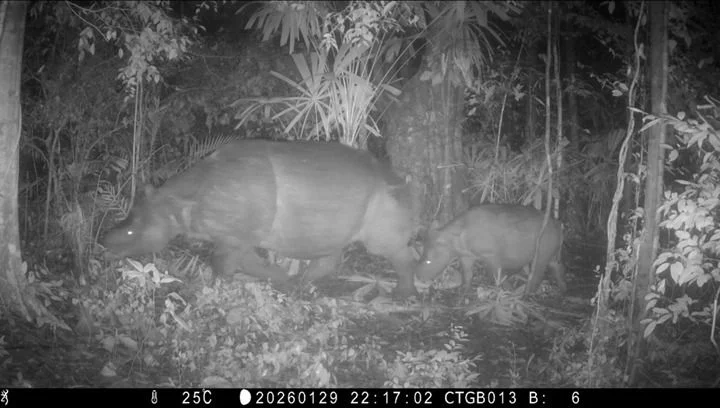 Menerka Masa Depan Badak Jawa dari Kondisi Hari Ini