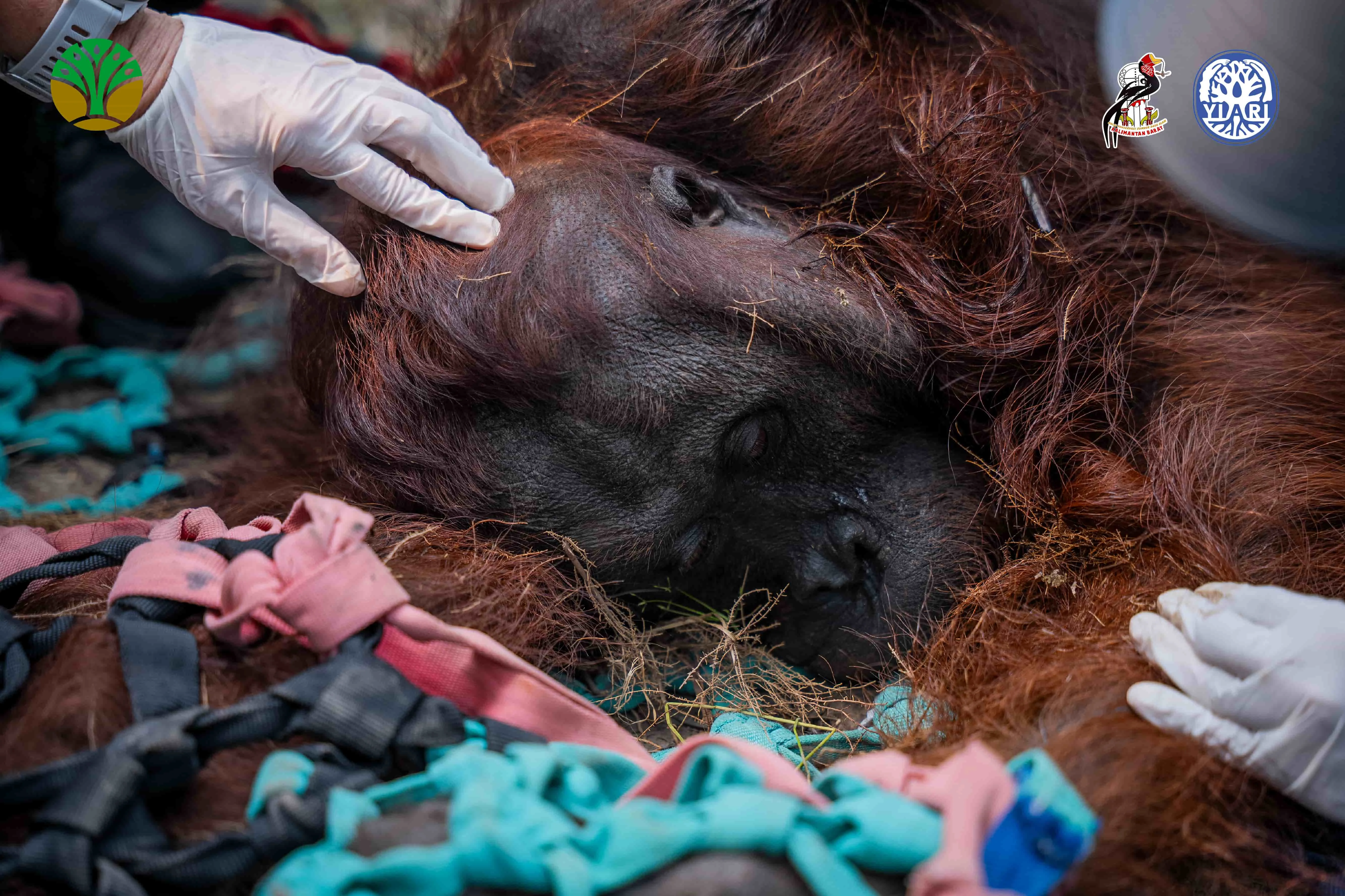 Orangutan Sampurna ditemukan dalam kondisi lemas diduga karena menghidup asap karhutla Foto YIARI - Mengais Tanah Diduga...