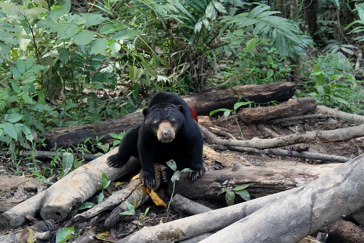 Mengantar Beruang Madu Dora Kembali Pulang ke Hutan