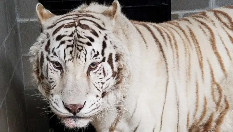Mengapa Harimau Putih Berwarna Putih? Ini Jawaban dan Fakta Menariknya