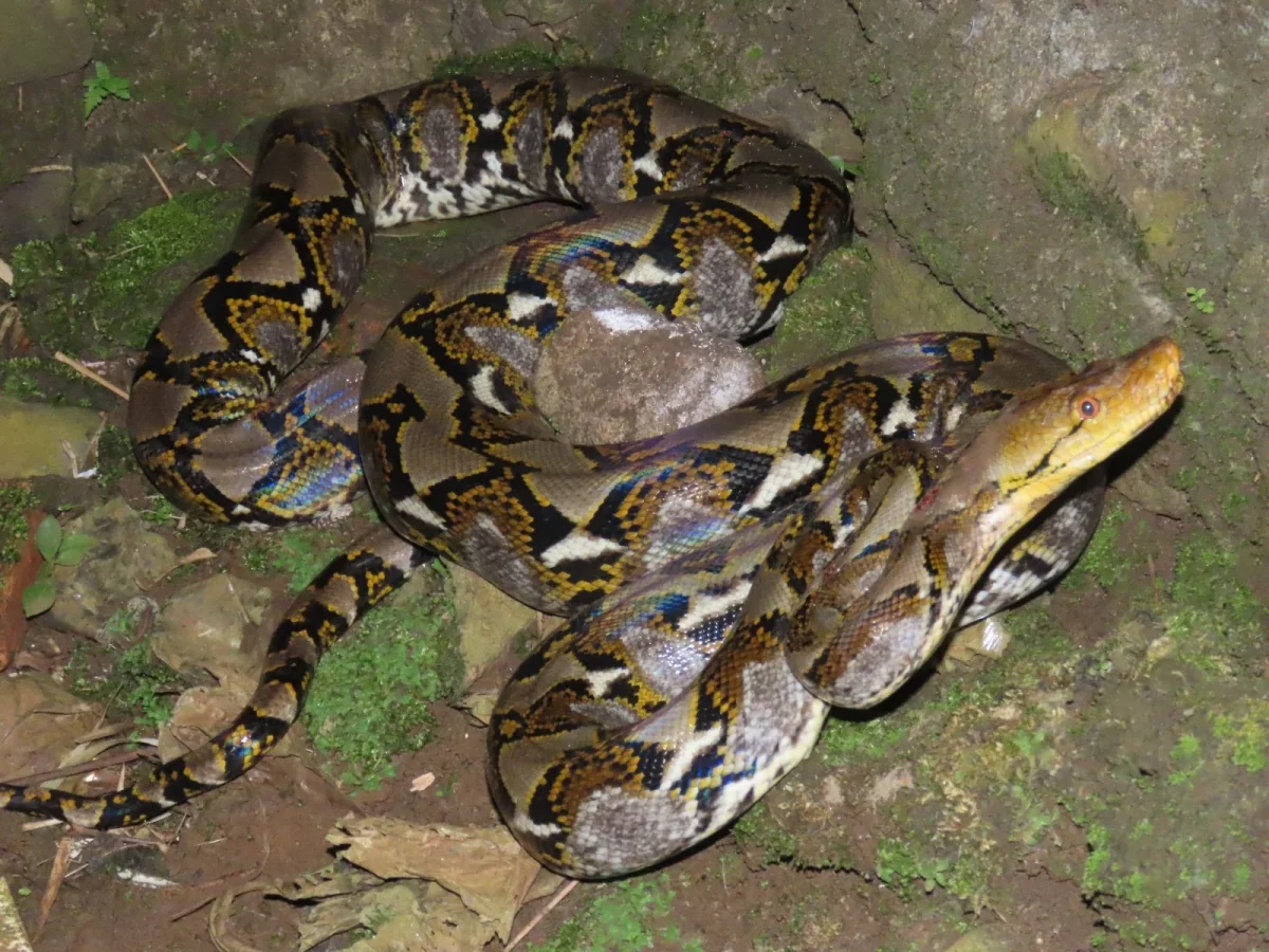 Ular piton di Sulawesi salah satu satwa yang berkonflik dengan manusia Foto Abdul Haris Mustari - Mengapa Ular Piton Berk...