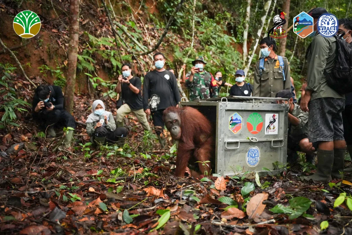 Kolaborasi dalam pelepasliaran orangutan ke Taman Nasional Bukit Baka Bukit Raya Foto YIARI - Mengembalikan Badul Korwas...