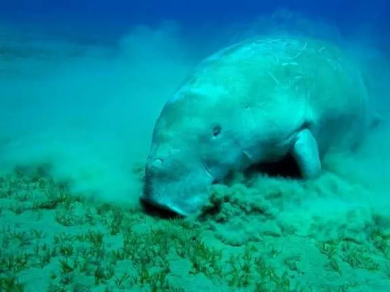 Mengenal Dugong, Lady of The Sea dan Perannya dalam Ekosistem Laut