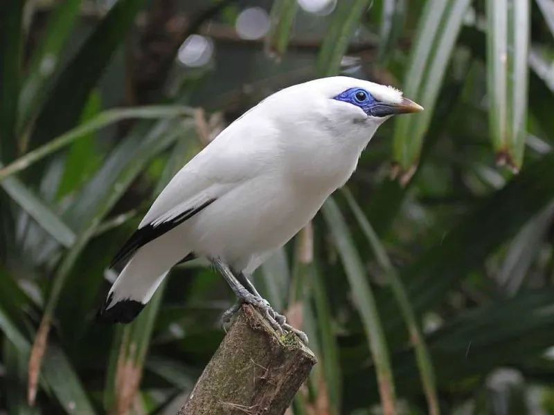 Mengenal Jalak Bali, Maskot Pulau Dewata