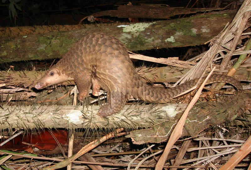 Mengenal Lebih Dekat Trenggiling: Satwa Penting Penyubur Tanah Kawasan Hutan