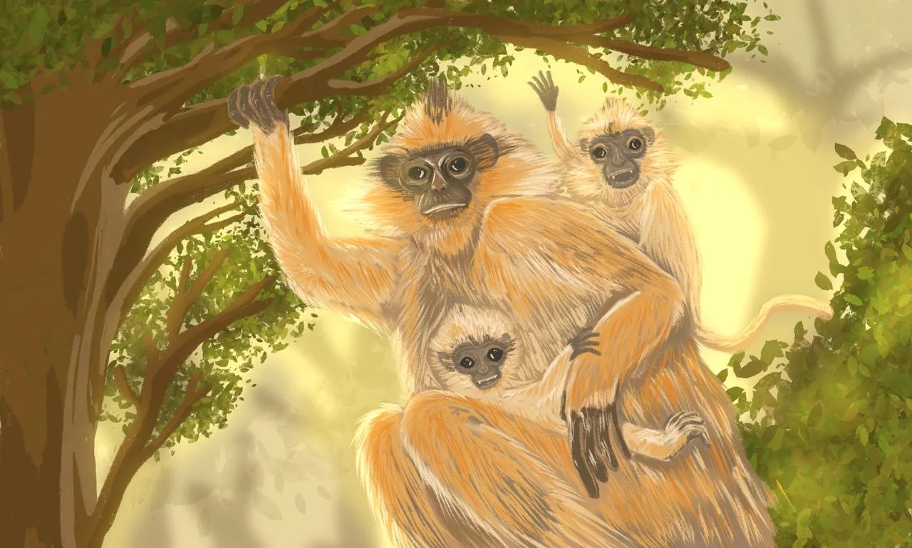 Ilustrasi induk lutung simpai bersama anak-anaknya Ilustrasi Frendy Marselino - Mengenal Lutung Simpai Sang Pemegang Mahk...
