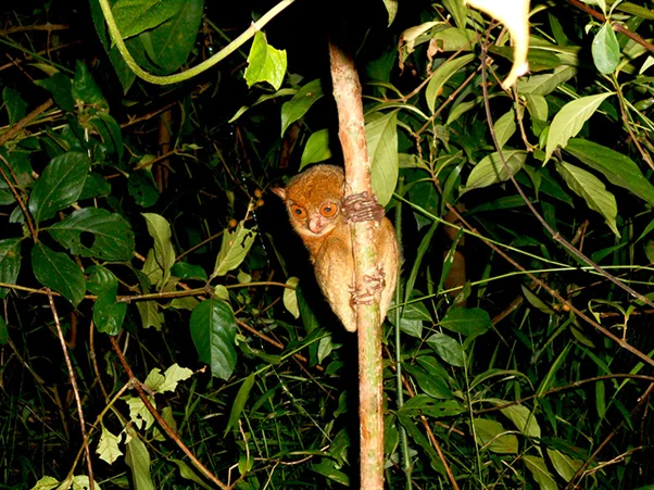 Mentilin adalah primata karnivora yang memangsa serangga dan vertebrata. | Foto: dok. FLORA FAUNA BANGKA (F2B)