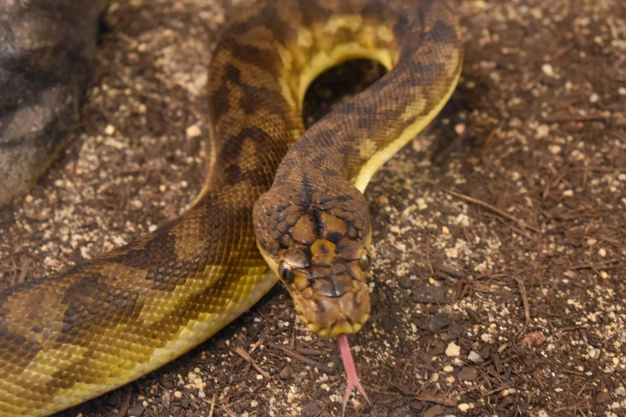 Ular sanca timor Malayopython timoriensis satwa endemik Nusa Tenggara Foto Tylwyth EldarWikimedia Commons - Mengenal Sanc...