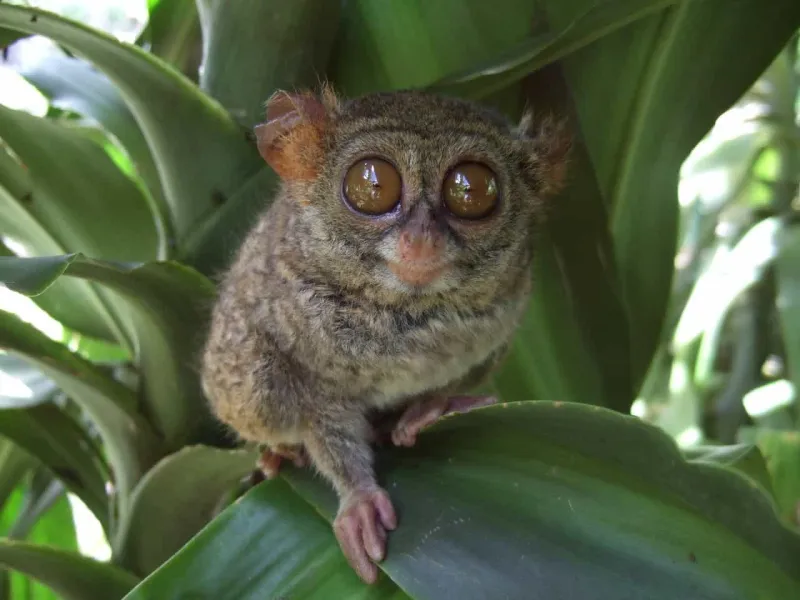 Mengenal Tarsius, Salah Satu Primata Terkecil di Dunia