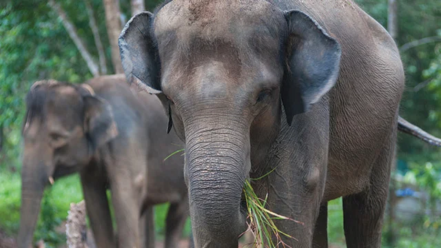 Ilustrasi gajah sumatra Foto Animalium - Menyelamatkan Gajah Sumatra dari Jebakan Fragmentasi Ekologi