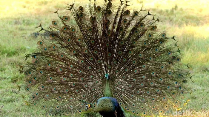 Merak hijau mengembangkan ekornya di Savana Sadengan Taman Nasional Alas Purwo Foto Detikcom - Merak Jawa Burung Endemik...