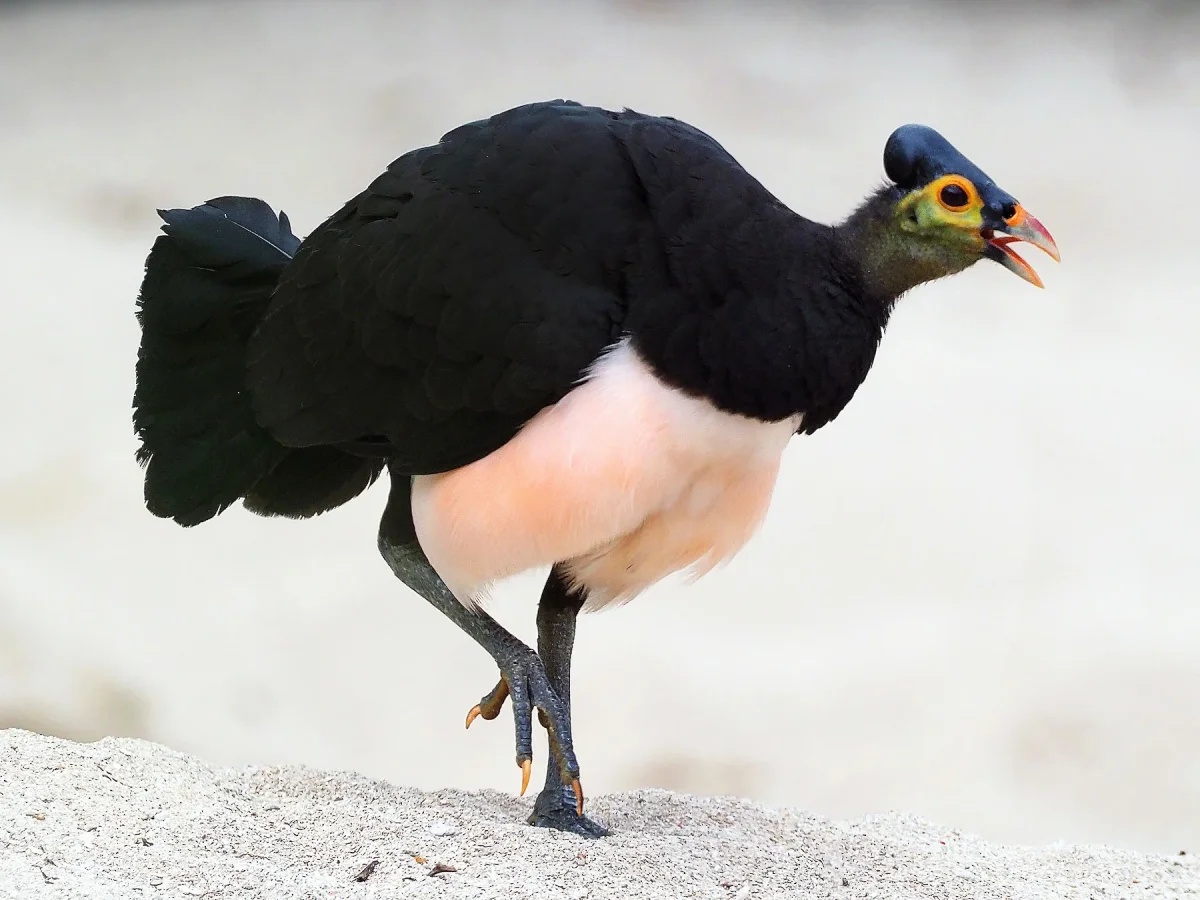 Merebut Kembali Habitat Sang Burung Romantik, Maleo