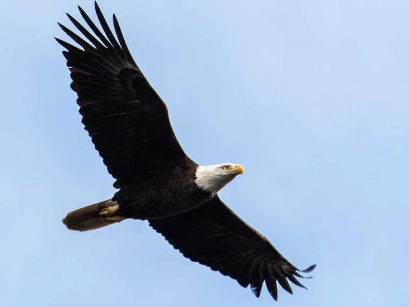 Migrasi Burung Raptor ke Sanggabuana, Pertanda Ekosistem Masih Baik