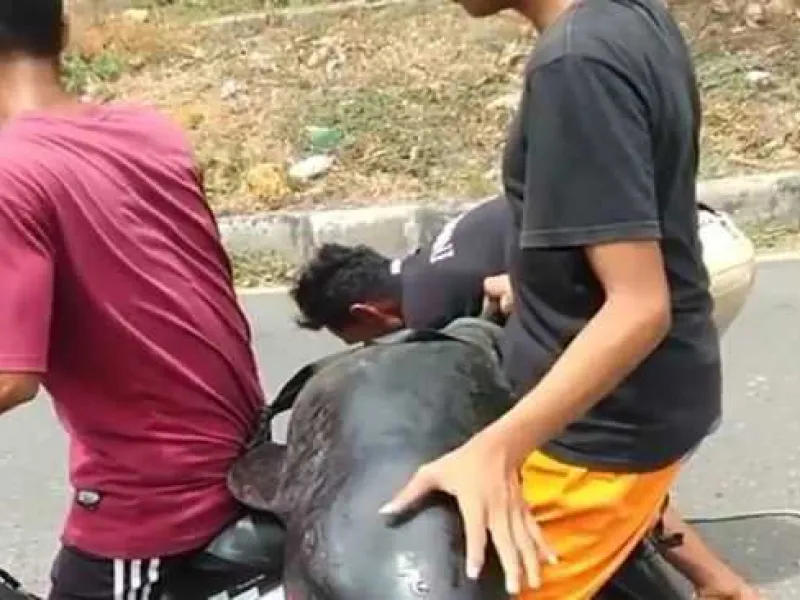 Miris! Paus Kepala Melon yang Langka Malah Dicincang Untuk Dikonsumsi