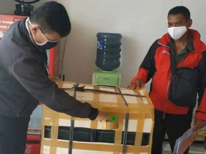 Modus Operandi: Selundupkan Burung dalam Semangka