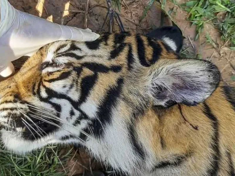 Momok Menakutkan bagi Harimau Sumatera