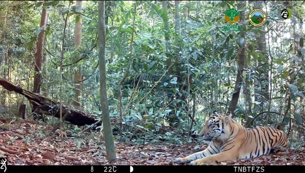 Harimau sumatera Panthera tigris sumatrae terekam kamera trap yang dipasang di Kawasan Taman Nasional Bukit Tiga Puluh Fo...