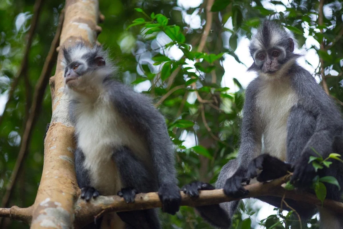 Monyet daun thomas primata endemik dari Sumatera Utara Foto New England Primate Conservancy - Monyet Daun Thomas Si Prima...