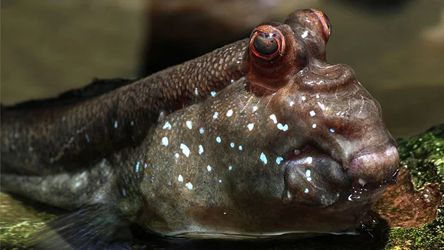Mudskipper yang Tidak 'Mud' Lagi: Ironi Penjualan Ikan Glodok di Kalangan Penghobi Ikan Hias