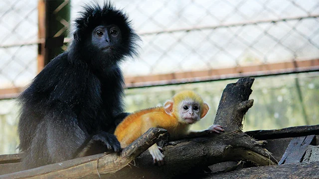 Lutung jawa dewasa berambut hitam dan anaknya berwarna oranye atau jingga Foto Animalium - Nasib Miris Lutung Jawa Indukn...