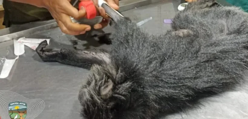 Nasibnya Tidak Beruntung, Lutung Jawa Betina Mati Tersengat Listrik di Ngawi