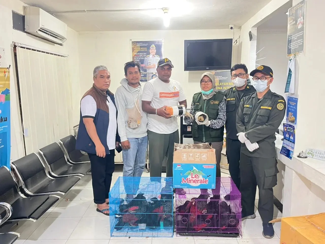 Karantina Papua amankan puluhan burung endemik dalam Operasi Lebaran Foto Badan Karantina - Operasi Lebaran Karantina Pap...