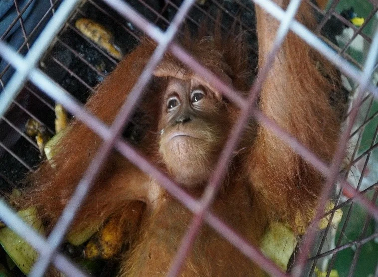 Orangutan betina yang diselamatkan dari upaya penyelundupan di Aceh menuju Tailan Foto Bea Cukai Langsa - Orangutan dan R...