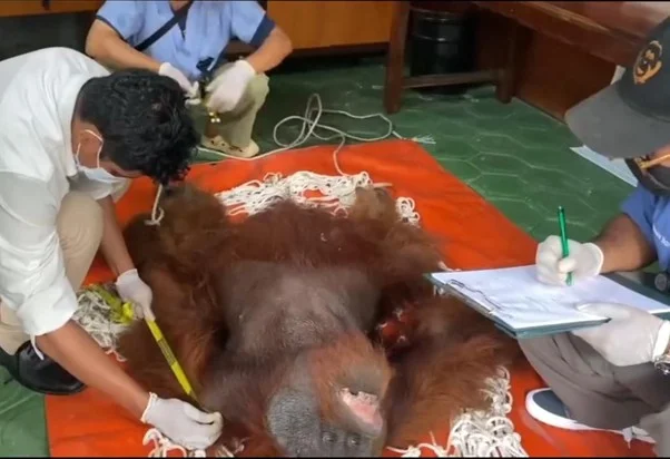 Orangutan Jantan Masuk Kebun, BKSDA Evakuasi dengan Cara Bius