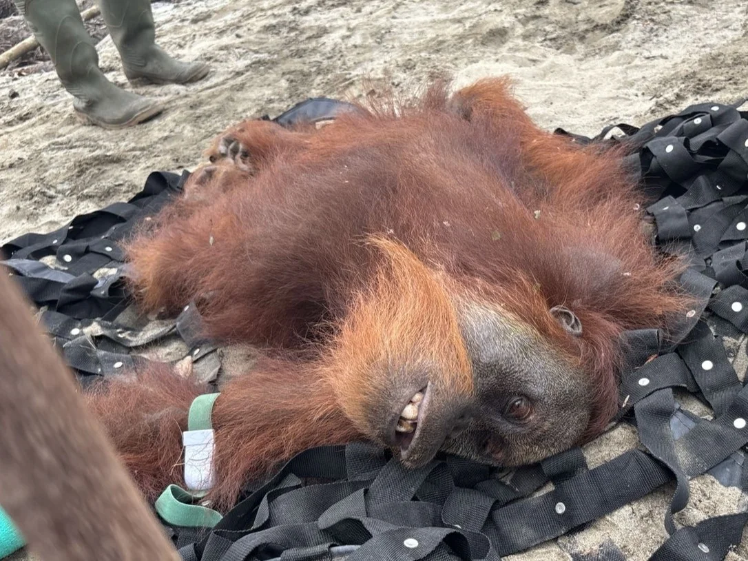 Orangutan Kurus dan Terluka Ditemukan di Area HGU Perusahaan Sawit di Nagan Raya