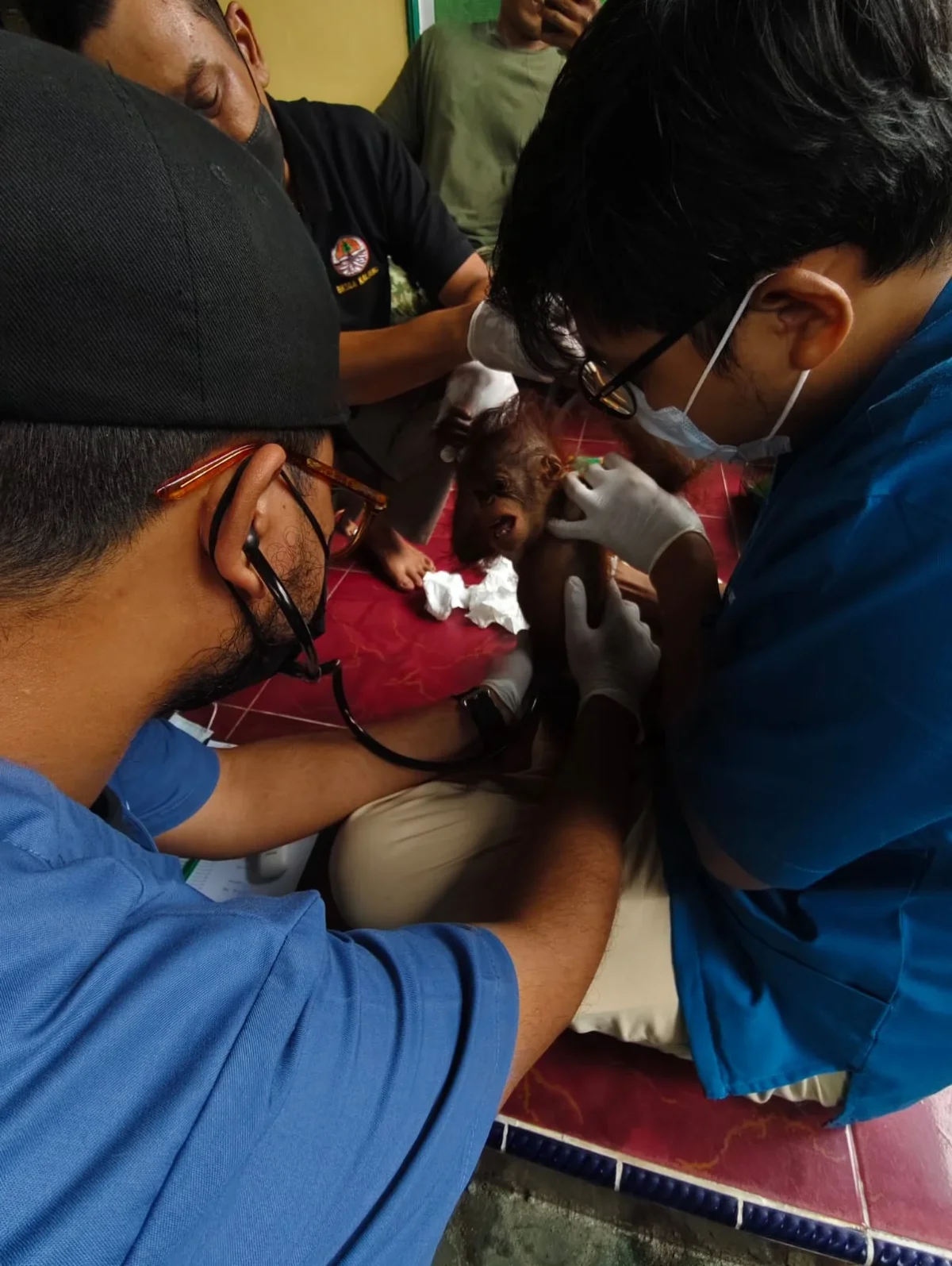 Roni orangutan jantan berusia 8-10 bulan yang diserahkan warga kepada BKSDA Foto BKSDA Pos Sampit - Orangutan sampai Beka...
