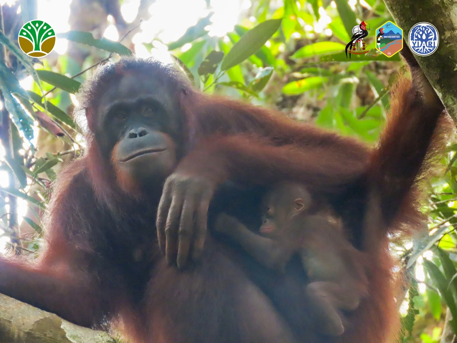 Orangutan Santi Lahirkan Bayi Julia di TN Bukit Raya Bukit Raya