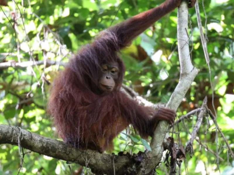 Orangutan Viral di Kawasan Tambang Akhirnya Dievakuasi