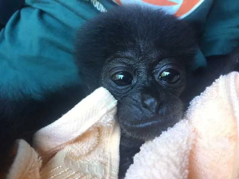 Owa Siamang Peliharaan Bupati Badung Ditranslokasi ke Sumbar