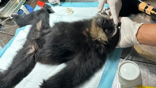 Owa Ungko Korban Penembakan Mulai Pulih, Empat Peluru Berhasil Diangkat dari Tubuhnya