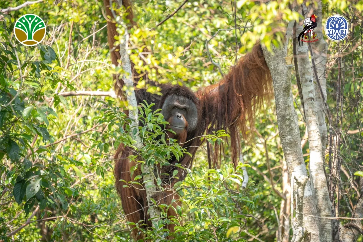 Pada Usia 25 Tahun, Orangutan Jojo Merayakan Kemerdekaannya